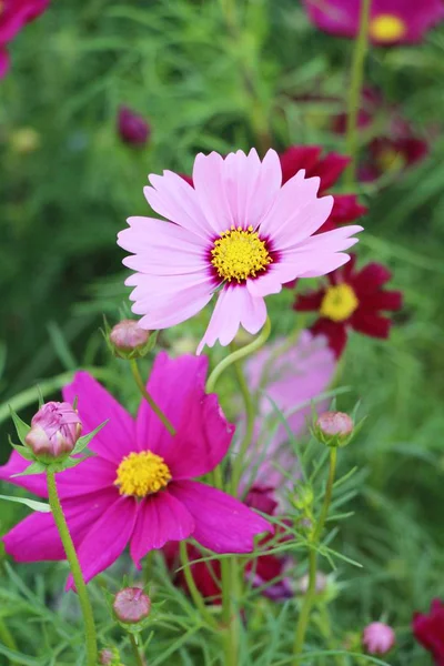 Belo Cosmos Flores Coloridas Jardim — Fotografia de Stock
