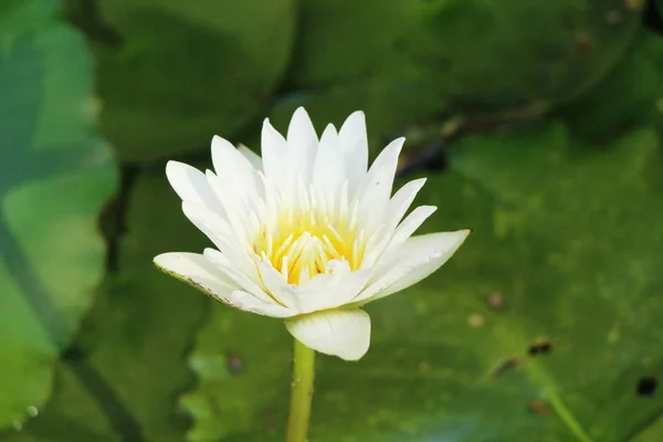 Vackra Lotus Dammen Med Naturen — Stockfoto