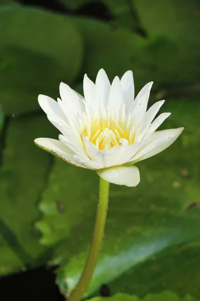 Lótus Bonita Lagoa Com Natureza — Fotografia de Stock