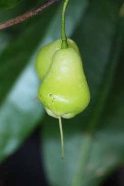 Rose elma tatlı meyve ağacı üzerinde