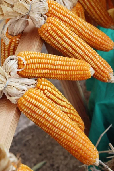 Кукурузный Початок Вкусный Уличной Еде — стоковое фото