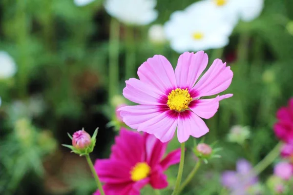 Belles Fleurs Colorées Cosmos Dans Jardin — Photo