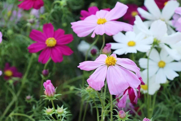 Vackra Kosmos Färgglada Blommor Trädgården — Stockfoto