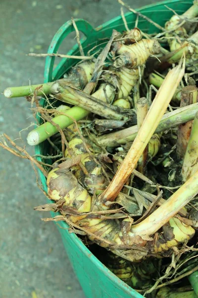 Frischer Galgant Zum Kochen Auf Dem Markt — Stockfoto