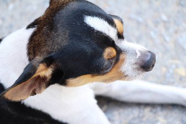 Chihuahua köpek yere bakıyor