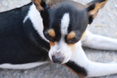 Chihuahua köpek yere bakıyor