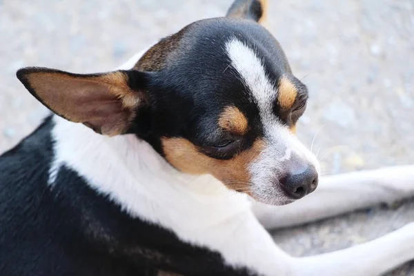 Chihuahua Pup Staren Verdieping — Stockfoto