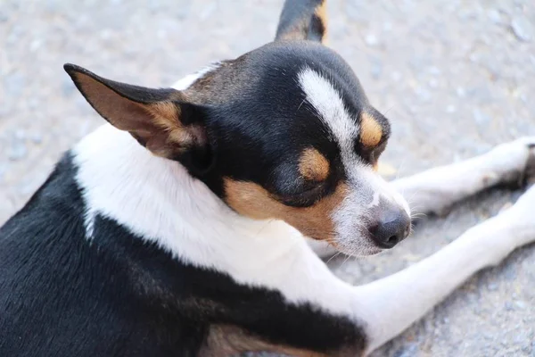 Chihuahua Cachorro Está Mirando Suelo —  Fotos de Stock
