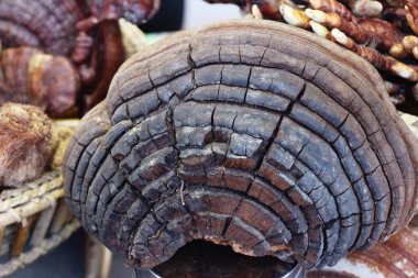 Reishi mantar veya Ganoderma Lucidium doğa ile