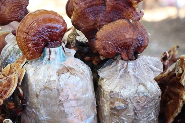 Reishi Mantar Veya Ganoderma Lucidium Doğa Ile — Stok fotoğraf