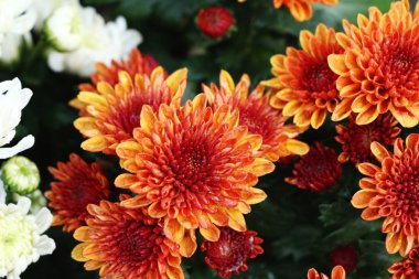 Kasımpatı çiçeği bahçede güzeldir