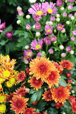 Kasımpatı çiçeği bahçede güzeldir