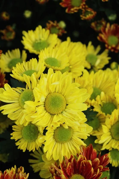 Flor Crisantemos Hermosa Jardín — Foto de Stock