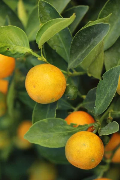 Fruits Orange Sur Arbre Avec Natrue — Photo