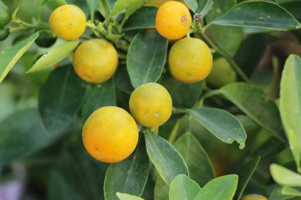 Fruta Naranja Árbol Con Natrue — Foto de Stock