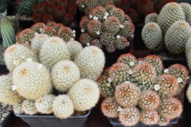 Güzel küçük tencerede kaktüs