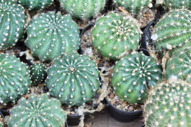 Güzel küçük tencerede kaktüs