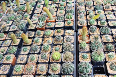 Güzel küçük tencerede kaktüs