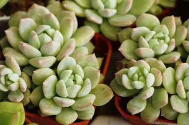 Doğa ile güzel taş gül çiçek