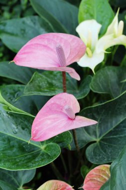 Flamingo çiçeği doğada güzeldir.