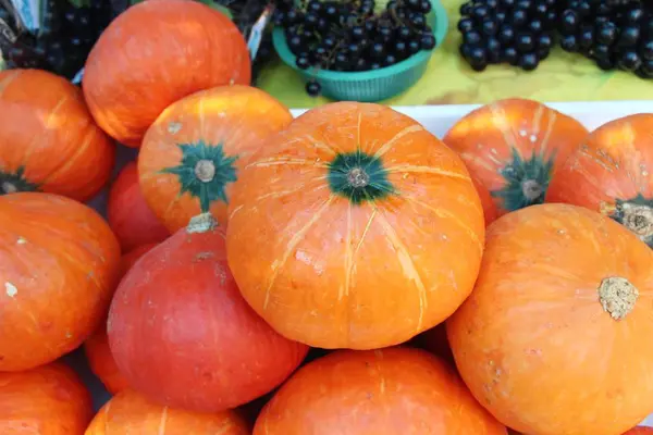 Citrouille Fraîche Pour Cuisiner Sur Marché — Photo