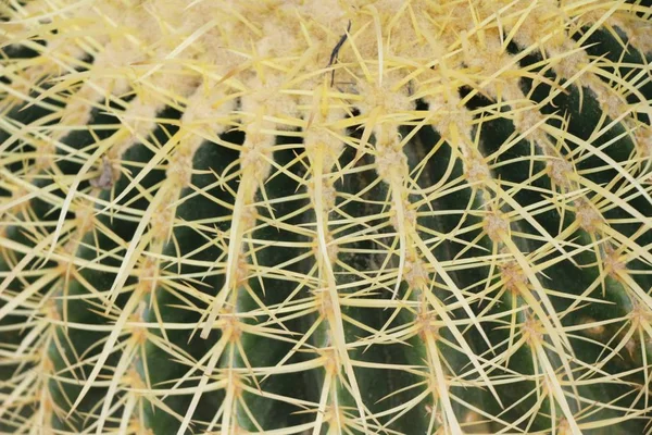 Krásný Malý Kaktus Hrnci — Stock fotografie