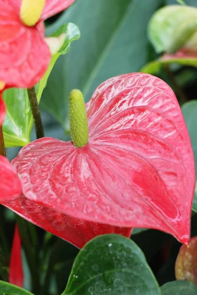 Flamingo Flower Beautiful Nature — Stock Photo, Image