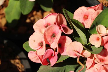 Atatürk milli doğada dikenli taç