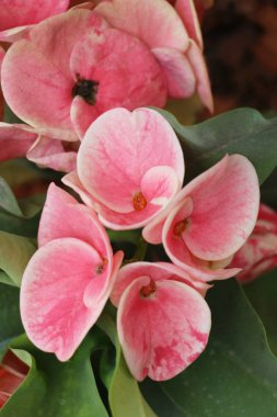 Atatürk milli doğada dikenli taç