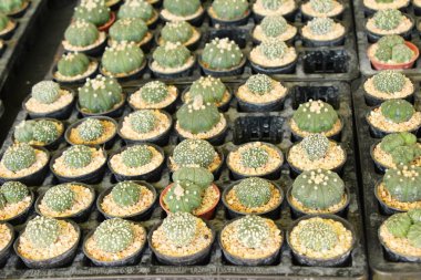 Güzel küçük tencerede kaktüs