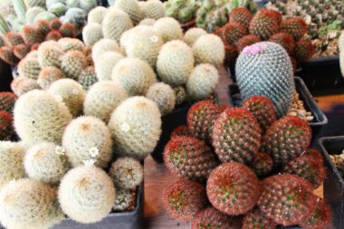 Güzel küçük tencerede kaktüs