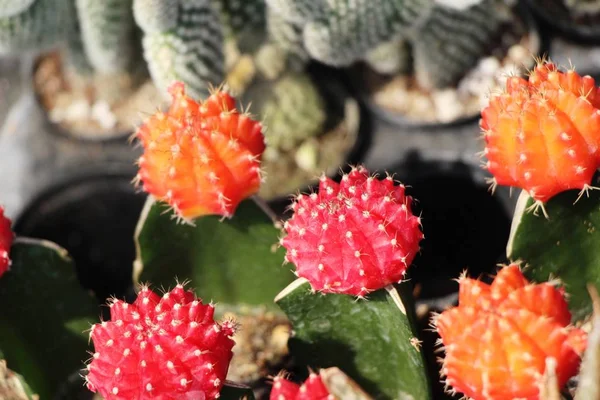 Beautiful Small Cactus Pot — Stock Photo, Image