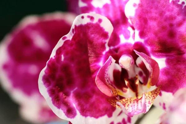 Orkidé Blomma Vackra Naturen — Stockfoto