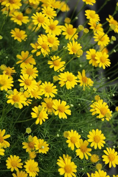 Vackra Daisy Blomman Med Naturen Trädgården — Stockfoto