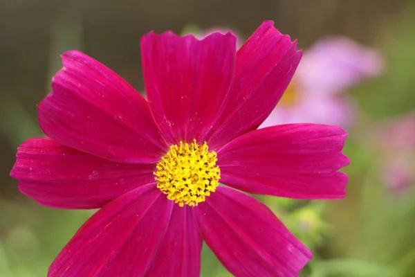 Schöner Kosmos Bunte Blumen Garten — Stockfoto