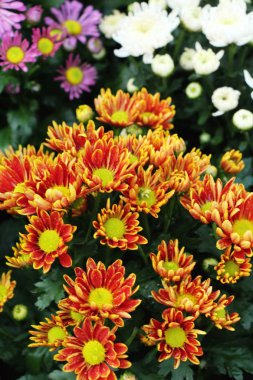 Kasımpatı çiçeği bahçede güzeldir