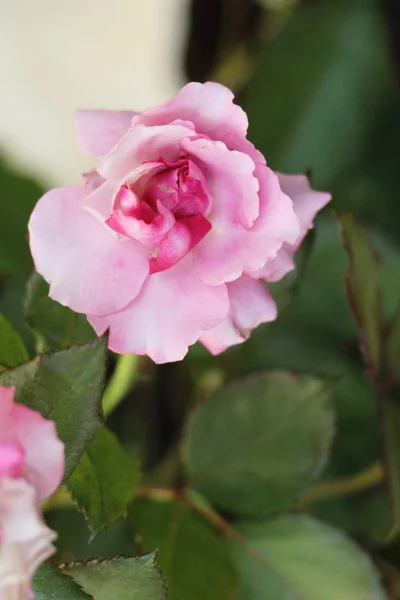 Hermosas Rosas Florecen Jardín — Foto de Stock