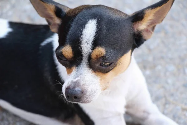 Chihuahua Chiot Est Fixé Sur Sol — Photo