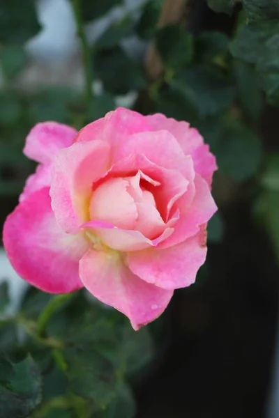 Hermosas Rosas Florecen Jardín — Foto de Stock