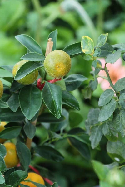 Fruta Naranja Árbol Con Natrue — Foto de Stock
