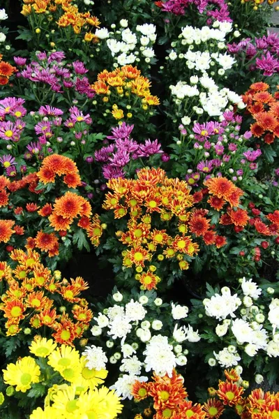 Bunga Chrysanthemums Indah Taman — Stok Foto