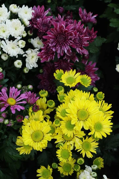 Chrysanthèmes Fleur Est Belle Dans Jardin — Photo