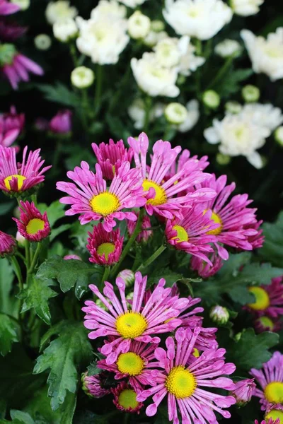 Crisantemi Fiore Bello Giardino — Foto Stock