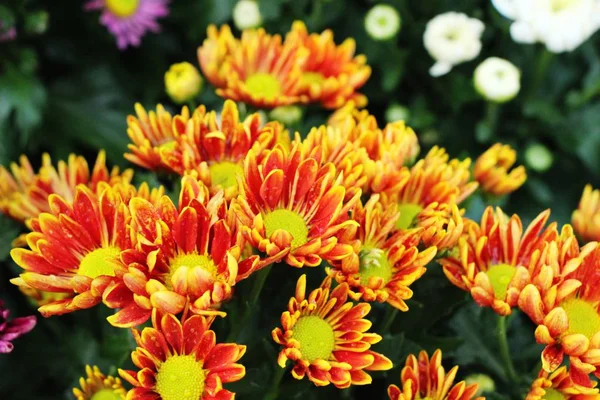 Chrysanthemen Blühen Schön Garten — Stockfoto