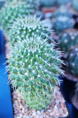 Güzel küçük tencerede kaktüs