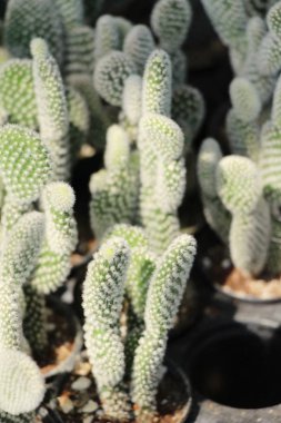 Güzel küçük tencerede kaktüs