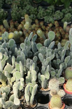 Güzel küçük tencerede kaktüs