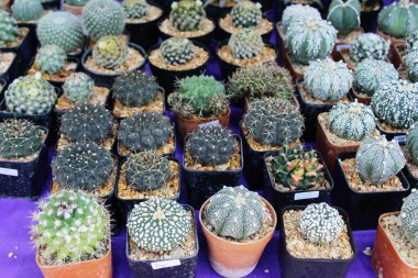 Güzel küçük tencerede kaktüs