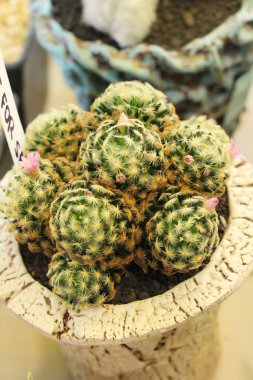 Güzel küçük tencerede kaktüs