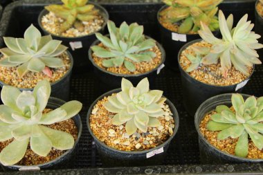 Doğa ile güzel taş gül çiçek